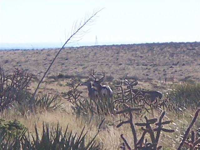 New Mexico hunting ranches deliver!