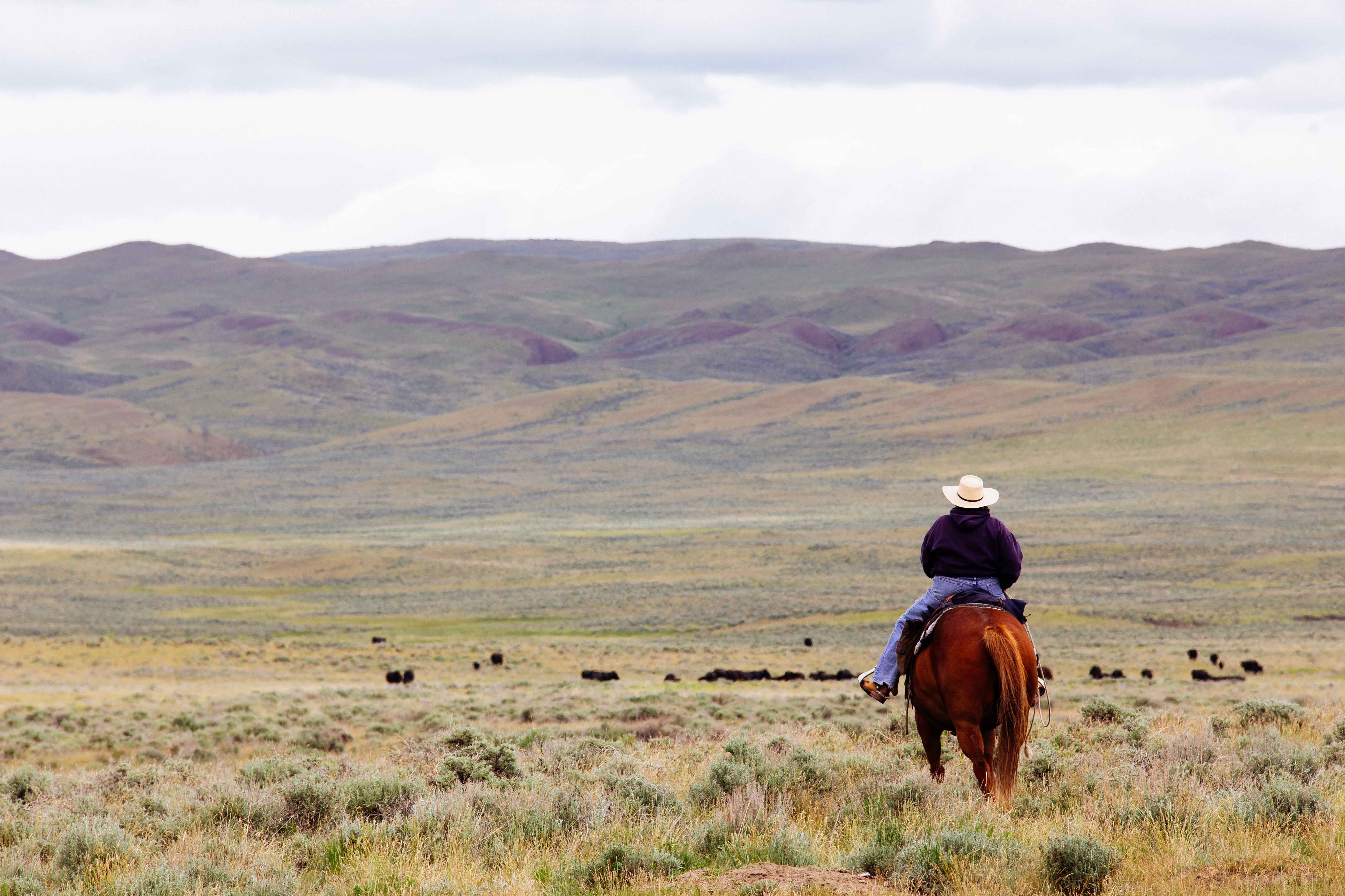 The Opportunity in NM Cattle Ranching Now.