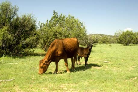 Cornucopia Canyon Ranch