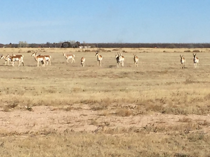 Antelope Springs Ranch