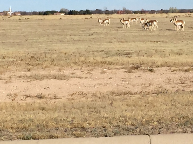 Antelope Springs Ranch