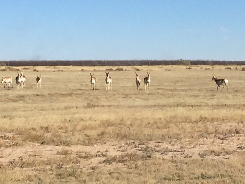 Antelope Springs Ranch