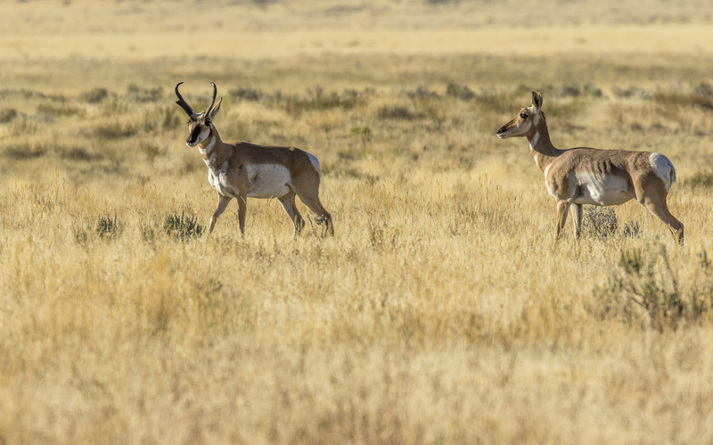 Antelope Springs Ranch