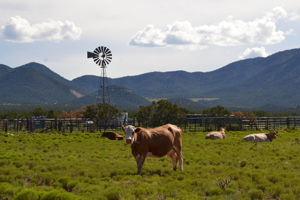 Gold Springs Ranch