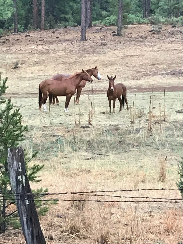 Hot Springs Hunting Ranch and Retreat 