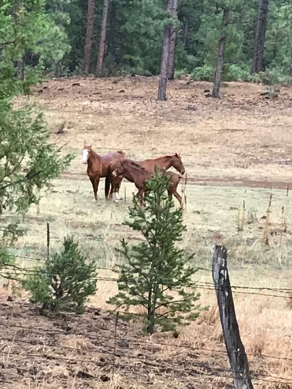 Hot Springs Hunting Ranch and Retreat 