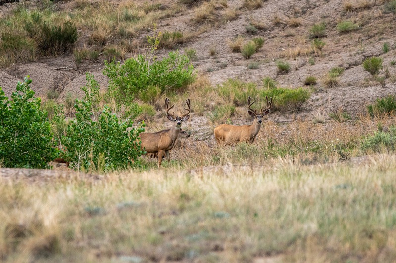 Buffalo Creek Hunting Ranch and Cattle Company