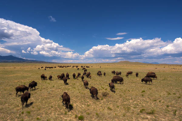 Buffalo Creek Hunting Ranch and Cattle Company