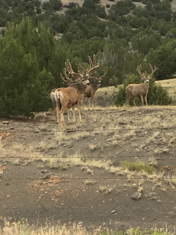 Buffalo Creek Hunting Ranch and Cattle Company