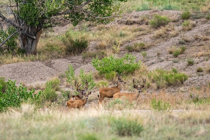 Buffalo Creek Hunting Ranch and Cattle Company