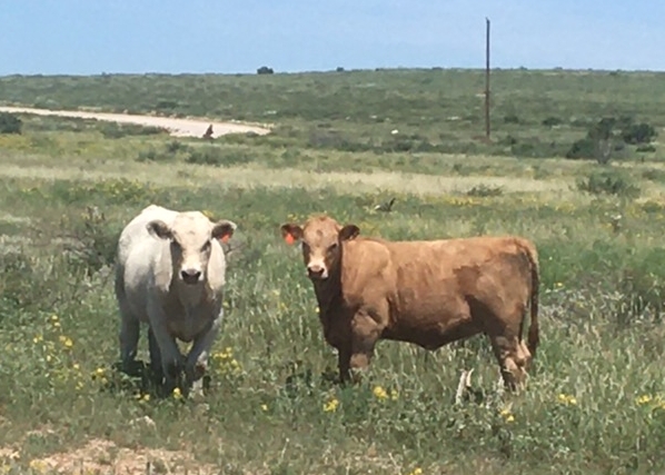 Pyatt Well Ranch