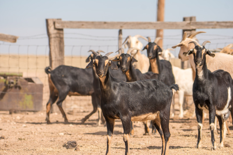 Pyatt Well Ranch