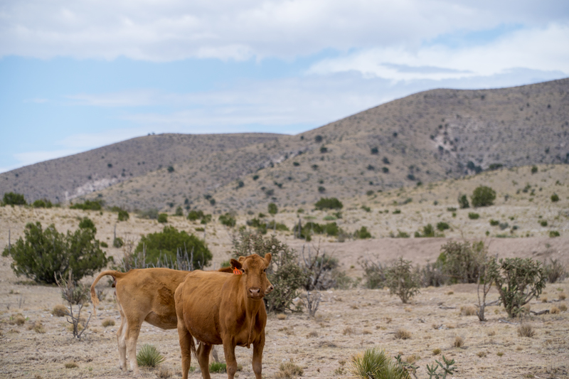 7B Hunting Ranch and Cattle Company