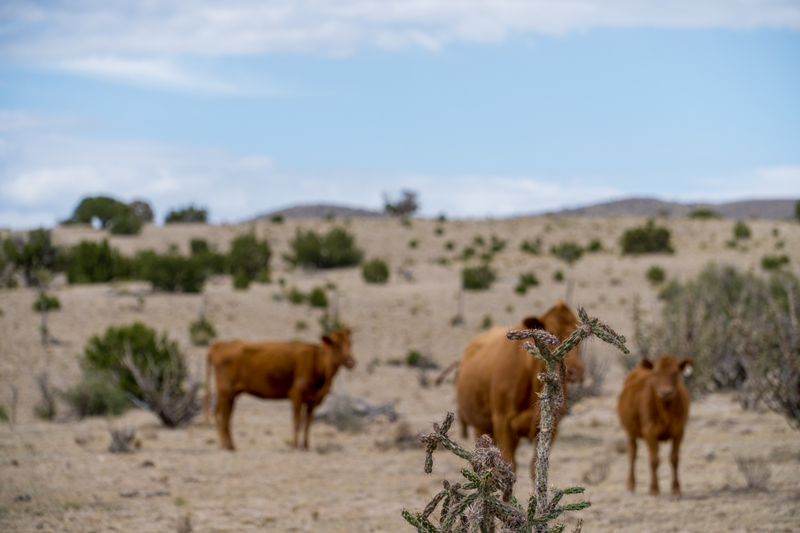 7B Hunting Ranch and Cattle Company