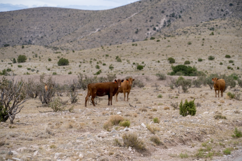 7B Hunting Ranch and Cattle Company