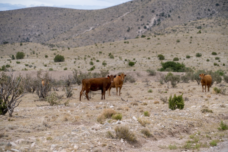 7B Hunting Ranch and Cattle Company