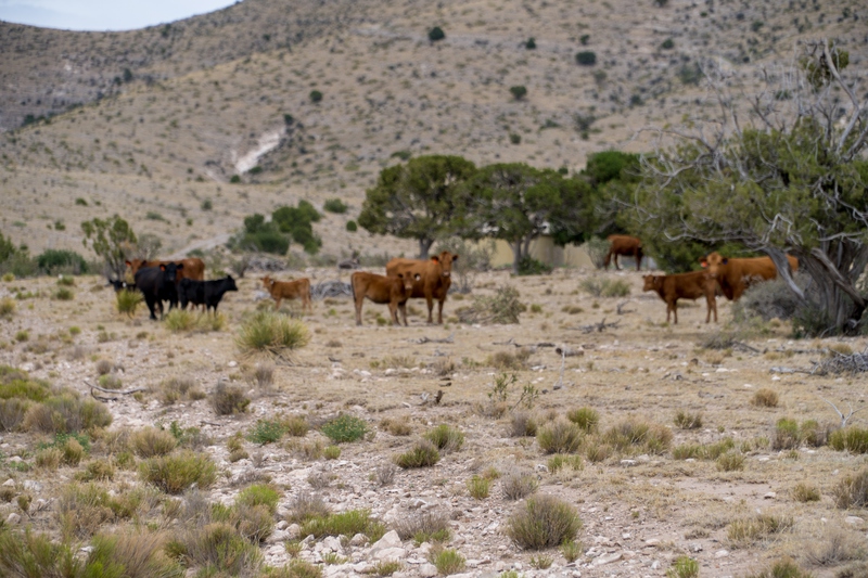 7B Hunting Ranch and Cattle Company