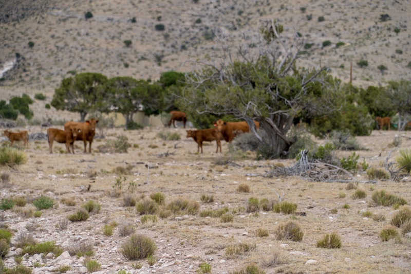 7B Hunting Ranch and Cattle Company