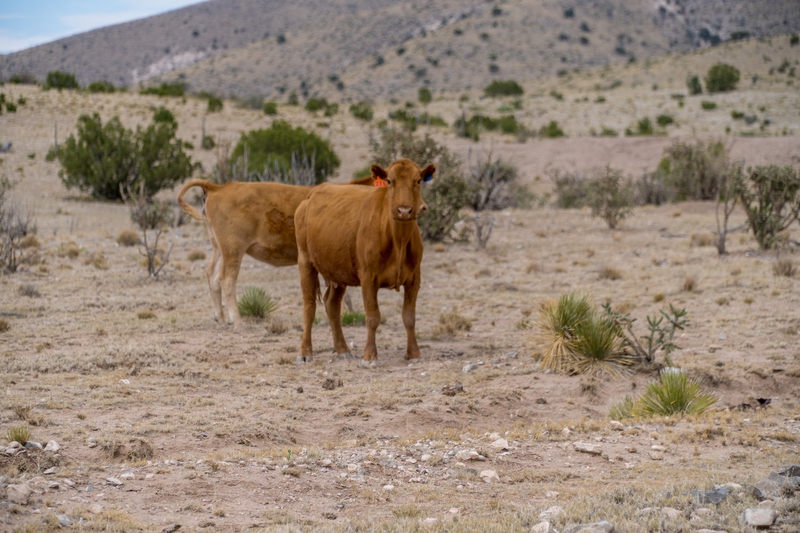 7B Hunting Ranch and Cattle Company