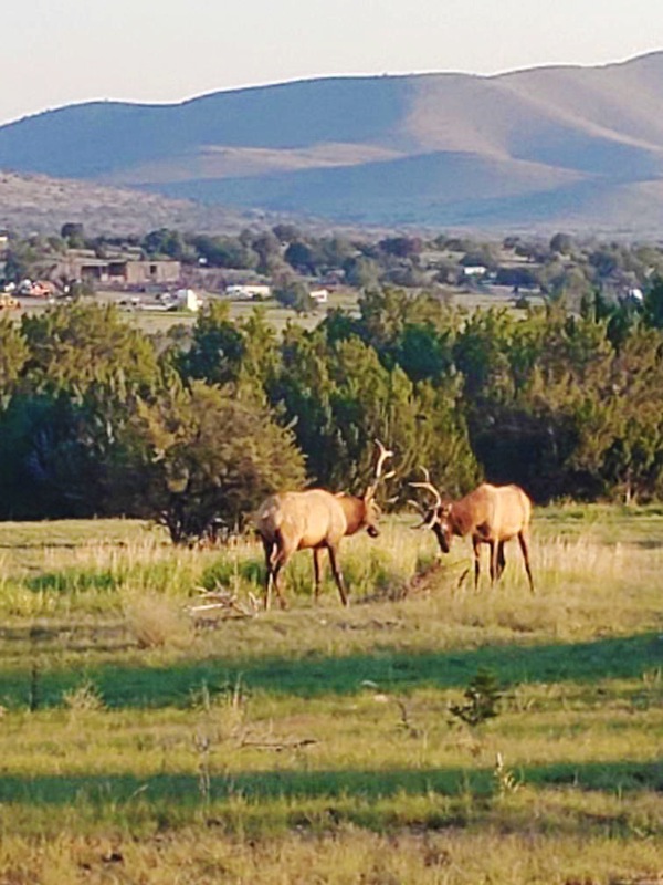 7B Hunting Ranch and Cattle Company