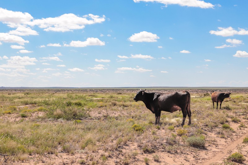 Rockhouse Springs Ranch