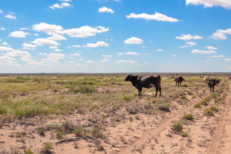 Rockhouse Springs Ranch