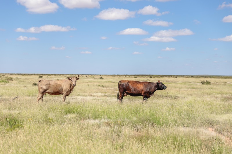 Rockhouse Springs Ranch