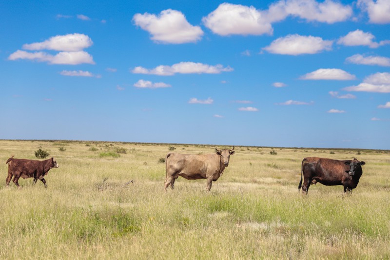 Rockhouse Springs Ranch