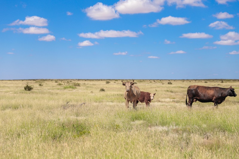 Rockhouse Springs Ranch