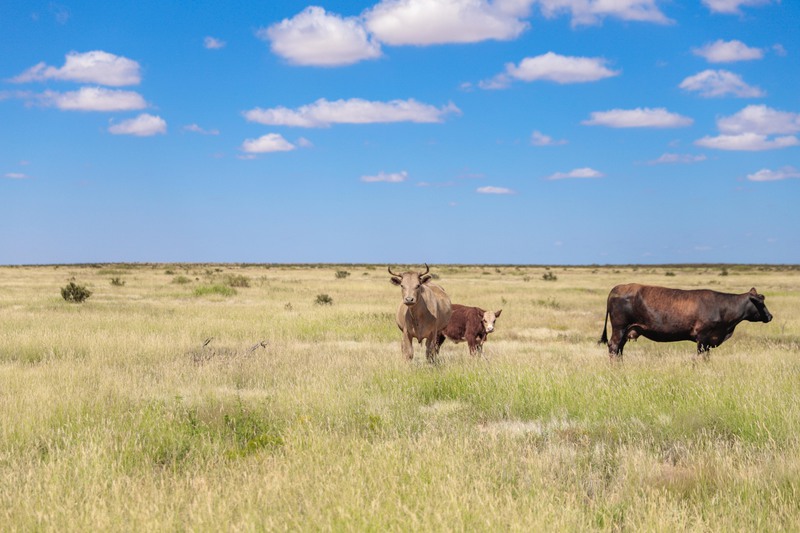 Rockhouse Springs Ranch