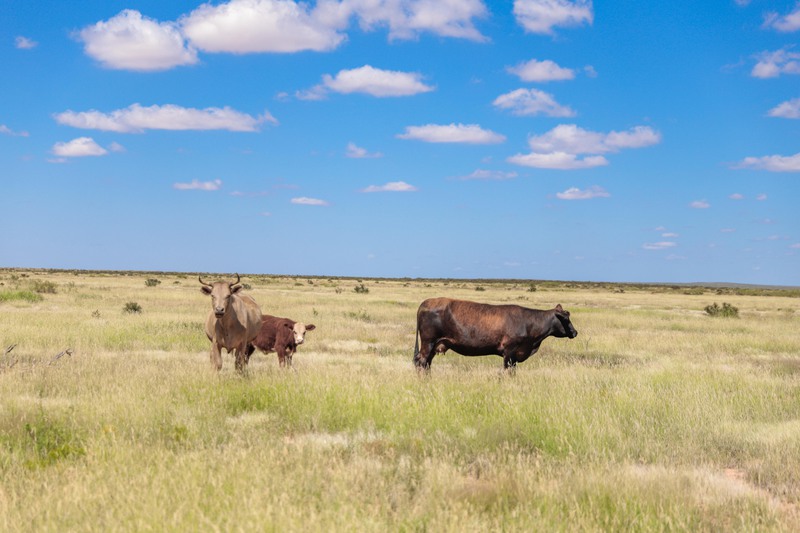 Rockhouse Springs Ranch