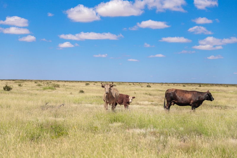 Rockhouse Springs Ranch