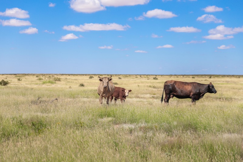 Rockhouse Springs Ranch