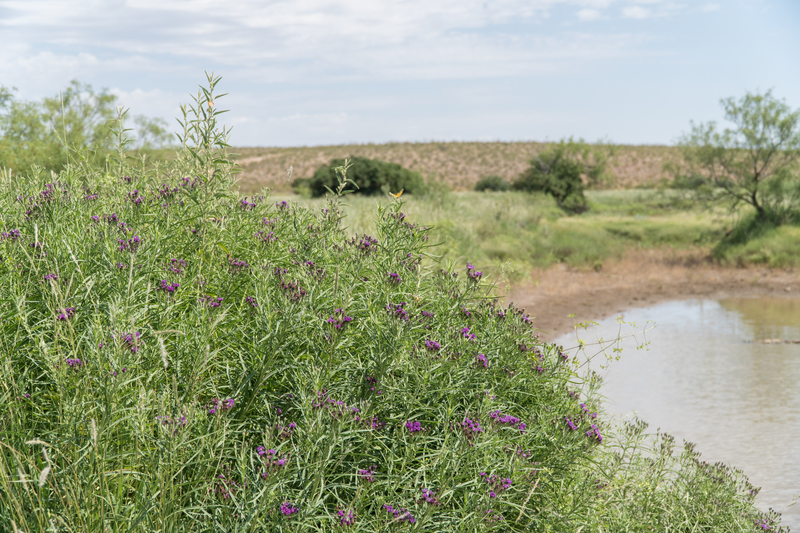 Cottonwood Springs Ranch