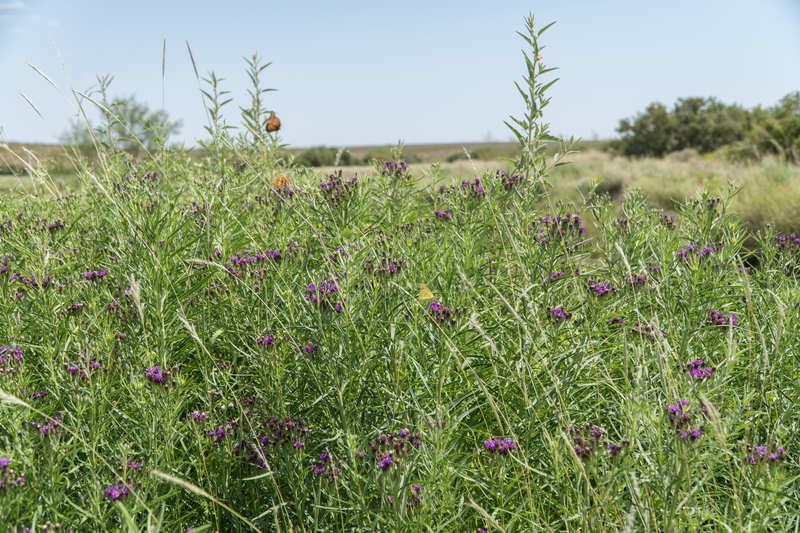 Cottonwood Springs Ranch