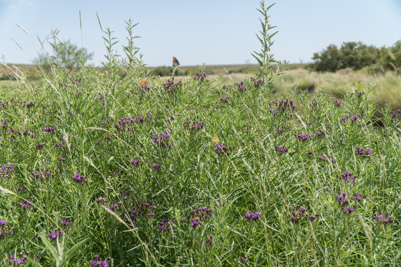 Cottonwood Springs Ranch