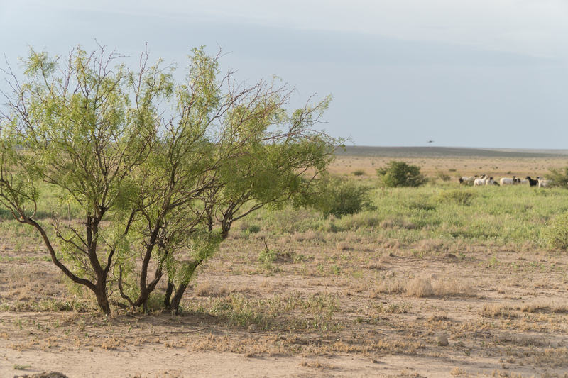 Cottonwood Springs Ranch