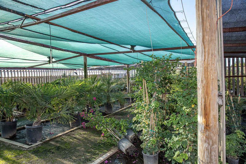 The Greenery