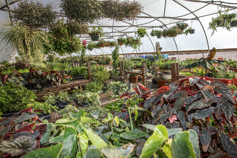 The Greenery