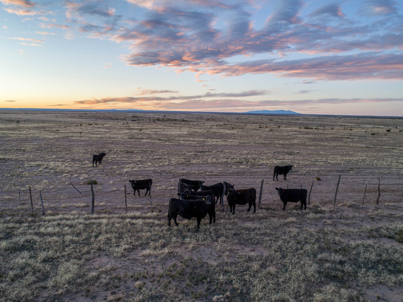 Express Springs Ranch