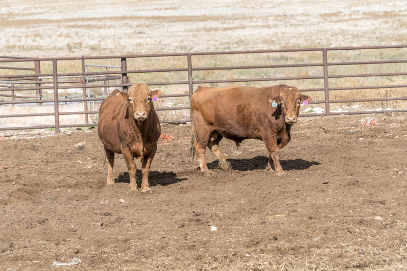 Dark Canyon Ranch (IB)