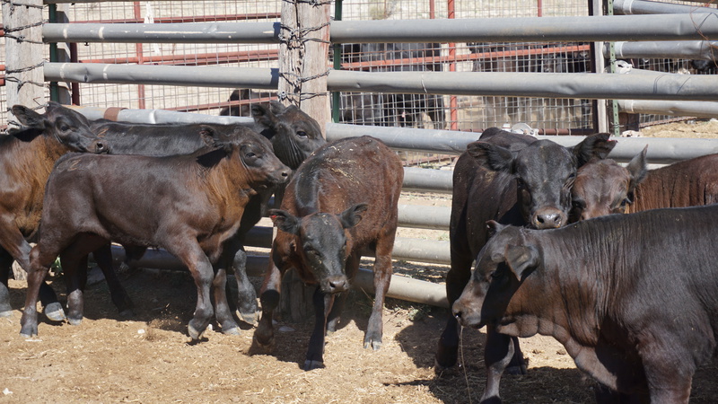 Great Southwest Ranch