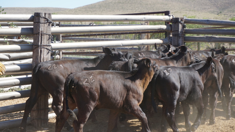 Great Southwest Ranch