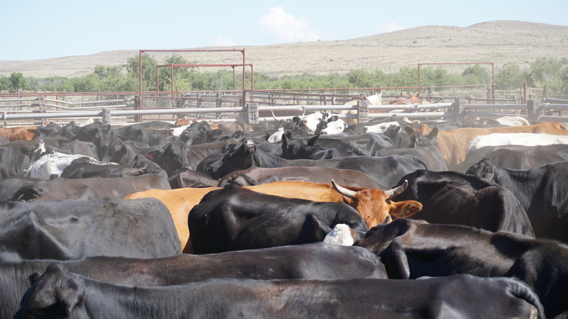 Great Southwest Ranch