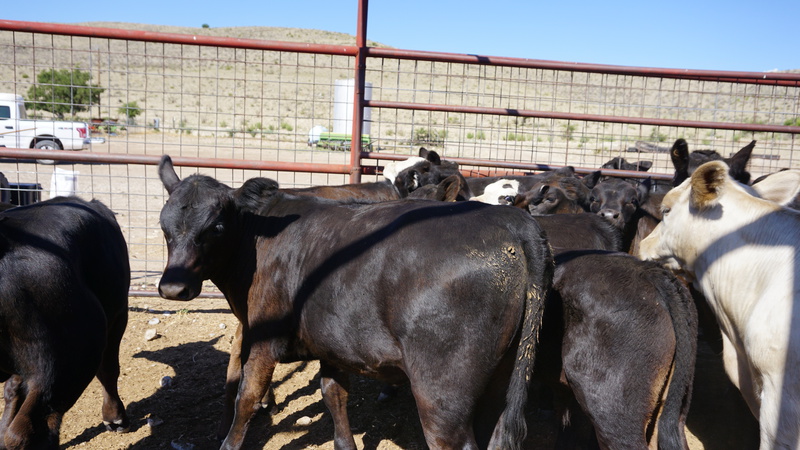 Great Southwest Ranch