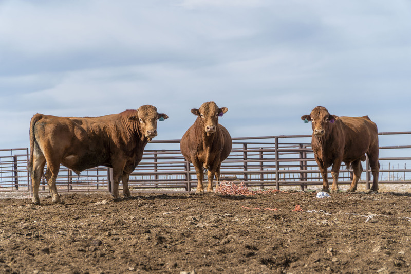 Great Southwest Ranch