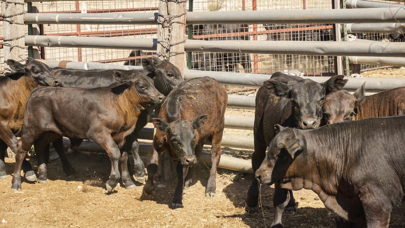 Great Southwest Ranch