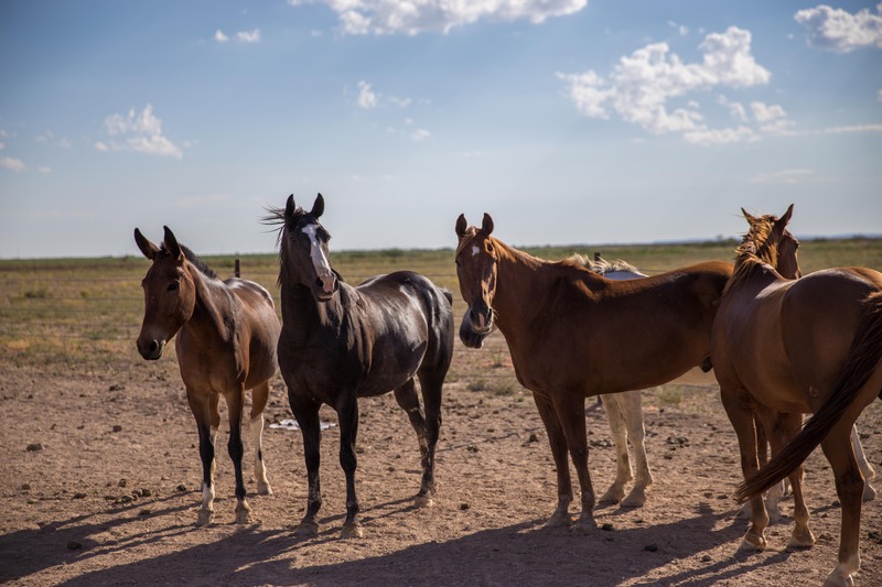 Great Southwest Ranch