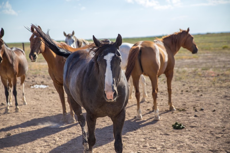 Great Southwest Ranch