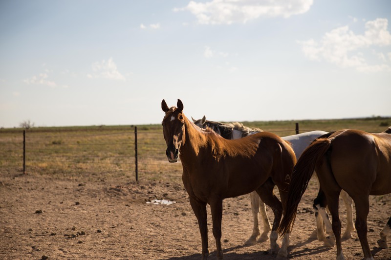 Great Southwest Ranch
